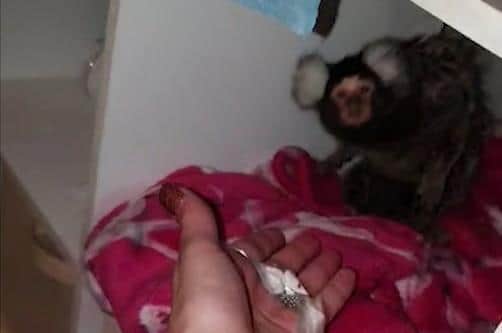 Holland can be seen offering the monkey cocaine in video footage.