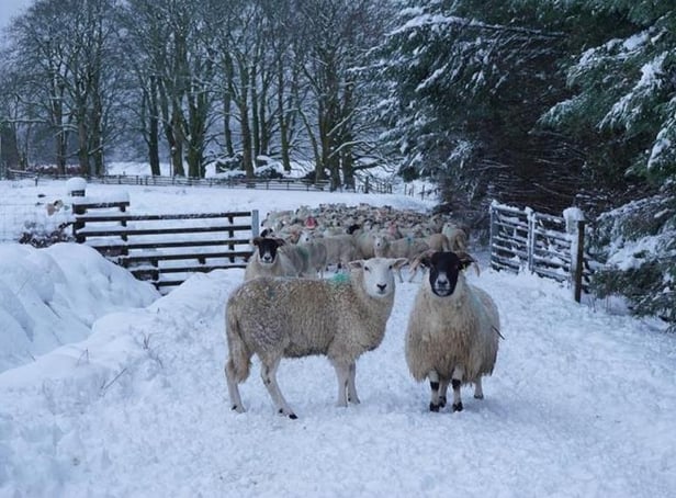 Health, welfare and climate resilience will be addressed at a sheep conference