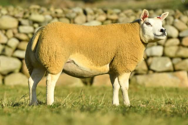 Sale topper at the recent Crystal Maze Texel sale was this gimmer from Robert Cockburn, Knap which sold for 3500 guineas