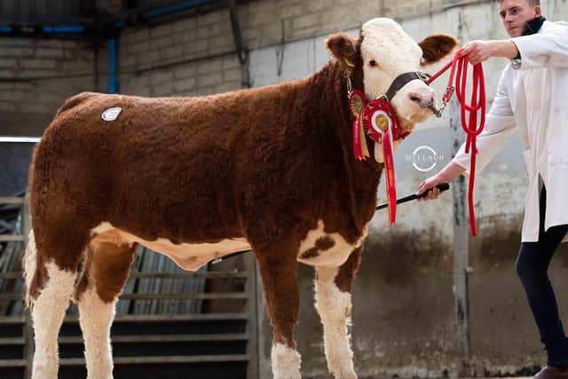 October: Female champion Ranfurly Weikel 40th L10 sold for a top price of 5,400gns at the 50th Anniversary Simmental Spectacular.