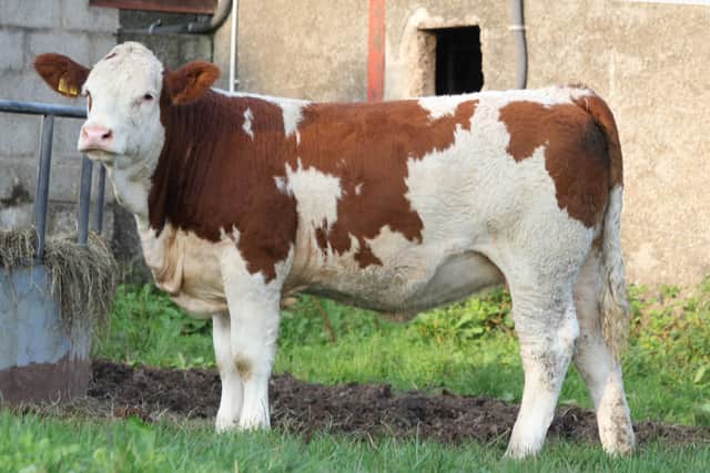 Polled heifer Slievenagh Lily was purchased by the Bunde family from Drewitz in Germany.