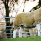 Sale topper from Hexel, 8K MZH2000659(E2), a Procters Chumba Wumba daughter sold to Berwickshire breeder Wesley Waite for his foundation flock, Summerskye.