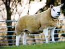 Sale topper from Hexel, 8K MZH2000659(E2), a Procters Chumba Wumba daughter sold to Berwickshire breeder Wesley Waite for his foundation flock, Summerskye.