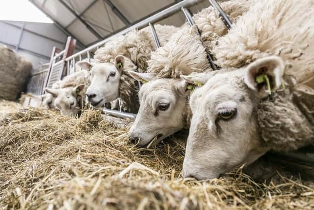 Ewes at a feeding barrier