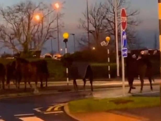 The horses were seen walking through car parks at the airport. Image: Twitter