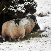 Pacemaker Press 14/2/11 Sheep take shelter from the snow on the Sperrin Mountains  Co Tyrone Pic Colm Lenaghan/Pacemaker