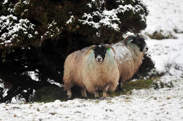 Pacemaker Press 14/2/11 Sheep take shelter from the snow on the Sperrin Mountains  Co Tyrone Pic Colm Lenaghan/Pacemaker