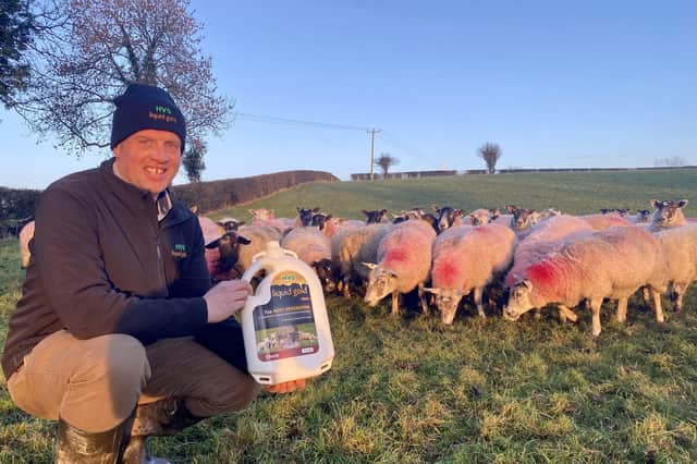 Paul Elwood, from HVS Animal Health, with ewes that are four weeks off lambing