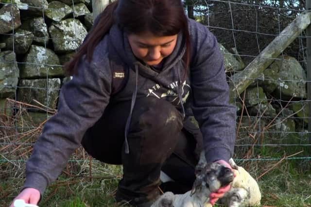 Aine taking care of newborn lambs