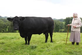 Anne Morrison with one of her cows, Tullyglush Esmey T682 by Rawburn Transformer