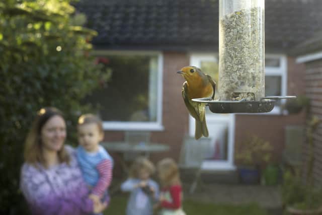 Robin Erithacus rubecula, on seed feeder with family watching in the background, back garden, Cheshire, October 2013