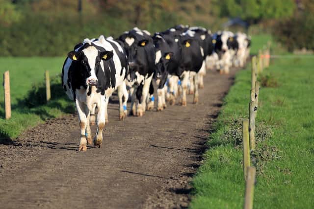 A dairy herd. Picture: Cliff Donaldson/UFU