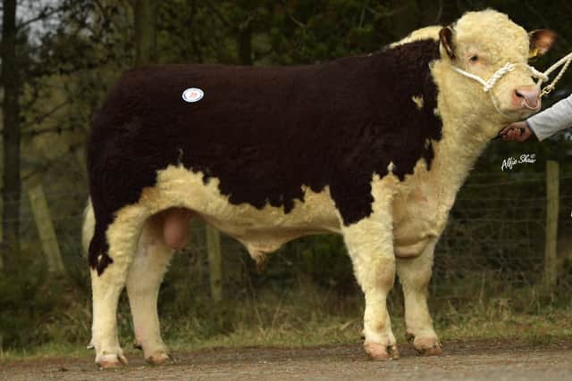 Top quality Herefords will be on offer at the Premier Sale