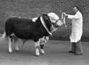 John Gabbie from Ballynahinch, Co Down, with the supreme champion Simmental bull which sold for 1,460 guineas at the breed show and sale at Balmoral in March 1982. Picture: Farming Life archives