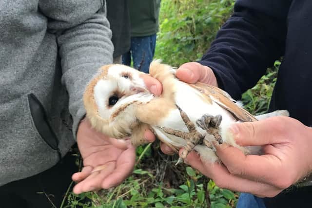 Ulster Wildlife is asking landowners to report barn owl sightings.