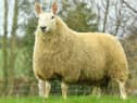 Stragole Crystal Top price ewe lamb sells for 1700gns to Jack Webster Derbyshire