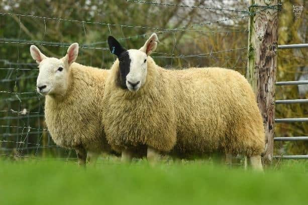 Stragole Charity ewe lamb sells for 1650gns to Ian Lydon Galway