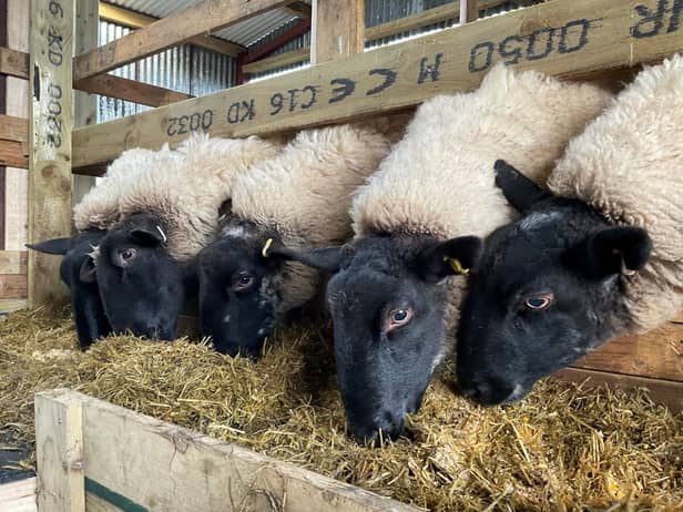 Ewes owned by TDF Farmer, William Egerton housed on mesh, which have settled on their pre lambing diet prior to the start of lambing in March this year.