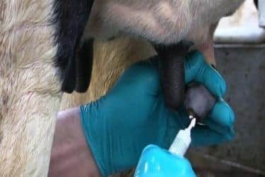 Identify dairy cows that require dry cow therapy in an attempt to minimise the use of antibiotics.