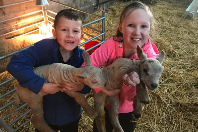 Grace and William Powell keeping busy at lambing time