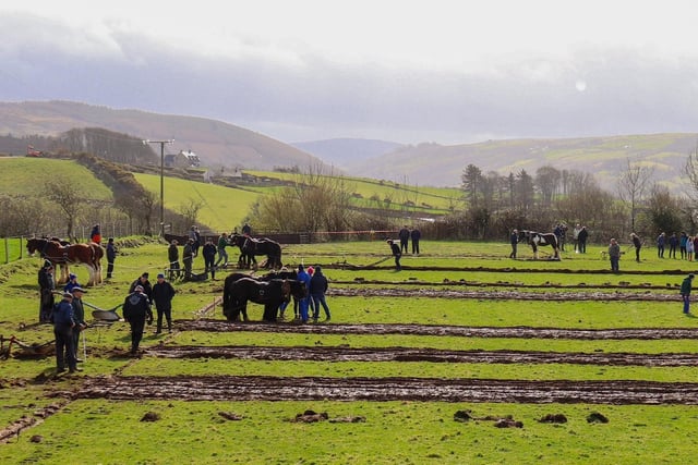 St. Patrick's Day ploughing at Ballycastle. Images: Gareth O'Brien/Kevin McAuely