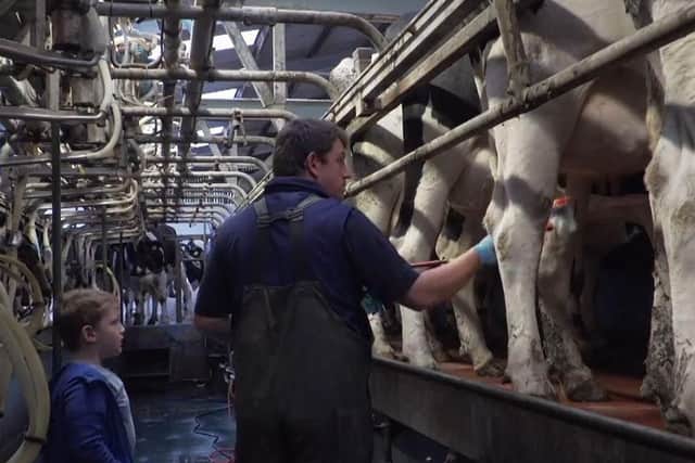 Stephen Gibson treating cows for mastitis