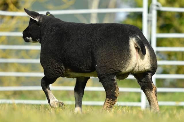 A pedigree registered Badgerfaced Texel ram lamb is just one of the lots to go under the hammer at the Auction of Hope