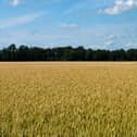Wheat Fields under blue Sky with small white Clouds