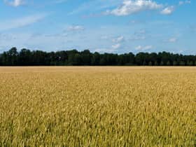 Wheat Fields under blue Sky with small white Clouds