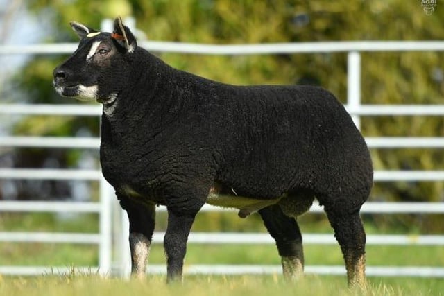 Little Whisker Dijon. His dam is one of the best homebred ewes in the flock, and his sire is an imported Dutch ram. He will be an asset to both pedigree and commercial flocks. Donated by Andy and Janet Carson