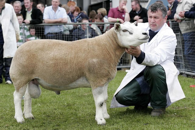 Nigel Hamill, Crumlin with D and N Hamill and Son's winner in the Texel Aged Ram Class at Balmoral Show 2007