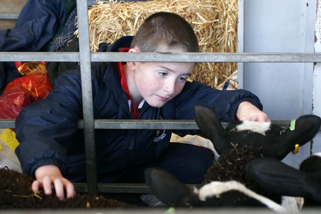 Conor McAllister (9) from Maghera feeding some sheep.

Day three of Balmoral Show, Ireland’s largest Agricultural Show, Belfast. 18 May 2007. Picture: Diane Magill