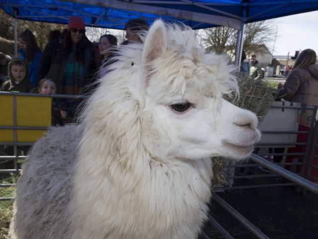 Ballymoney Spring Fair