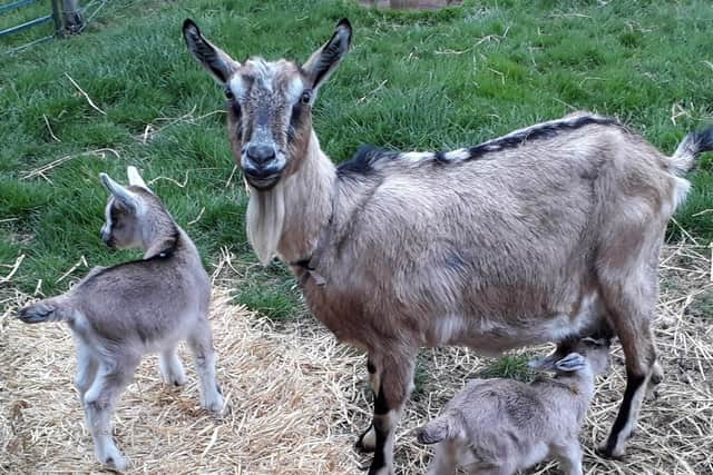 English goat