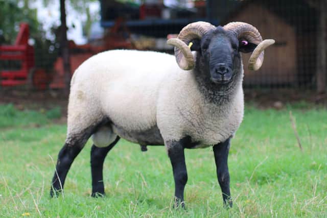 Norfolk Horn