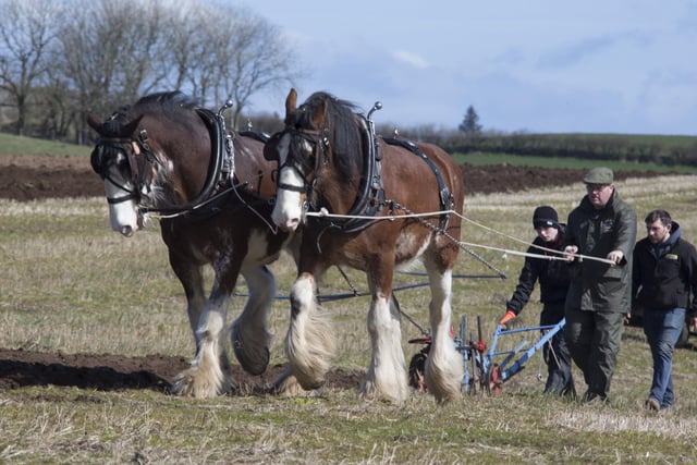 Pictured at Ballycastle and District ploughing match on Saturday. PICTURE KEVIN MCAULEY/MCAULEY MULTIMEDIA