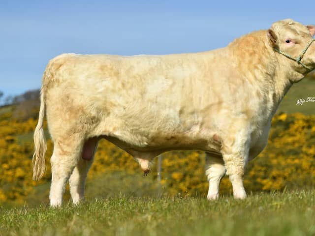 Whitebred Shorthorn bull entered for the Dungannon Farmer’s Market Native Breeds Show and Sale on 19th April.