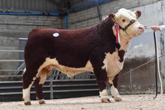 Many strong Hereford sires will be on Show for the NIHBA Spring Sale