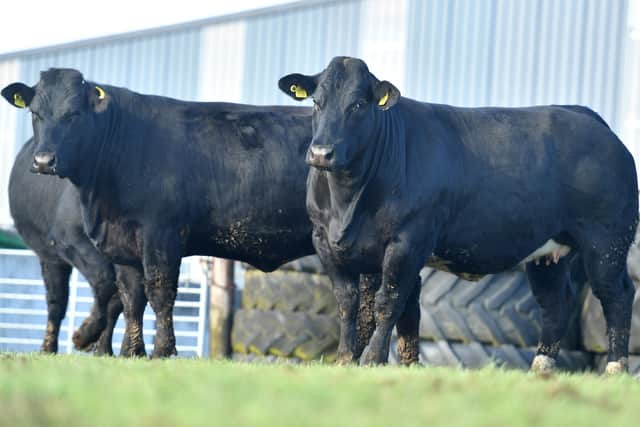 There are over 200 in calf heifers set to go under the hammer at the Jalex Select sale which takes place on farm at 88 Gloverstown Road Randalstown on Saturday 30th April. 50 of these are due from sale date onwards with the remainder to calve in August / September.