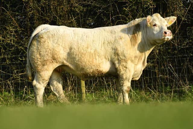 This powerhouse of a Charolais is carrying a heifer calf to Brookland Poet (Limousin). She is fully registered and sells with pedigree papers.