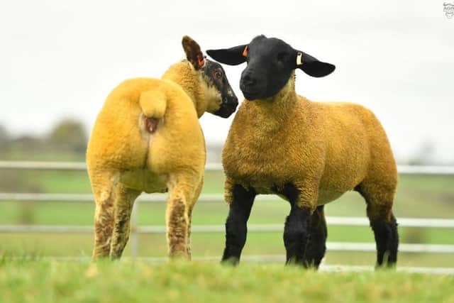 The first pedigree female to be offered from the 25k Suffolk ram Frongroy Rocket comes from Jack Smyth