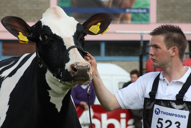 Andrew Kennedy exhibited Glasson Shottle Martina, the junior Holstein champion at Balmoral Show 2010, owned by Phillip and Simon Haffey, Portadown. 
Picture: Julie Hazelton