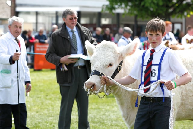 Andrew Rea from Straid showing in the Charolais ring at Balmoral Show 2010.