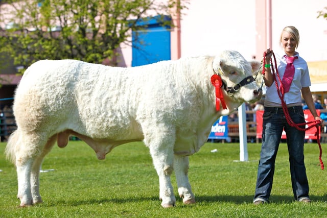 Ratoary Eliminator exhibited by Clodagh McGovern, Clogher was the winner in the Charolais Class for Bulls born on or after 1st January 2009 at Balmoral Show 2010.