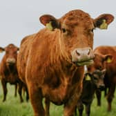 M&S select beef farm cattle
