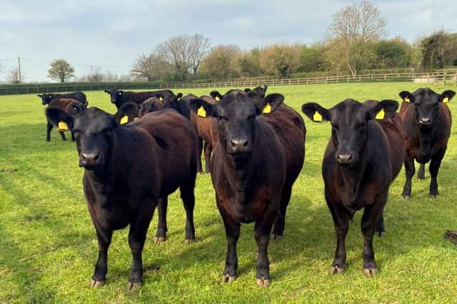 Members of the Shadwell herd are pictured at a recent open day to view cattle ahead of the CCM dispersal sale with visitors from throughout the UK in attendance