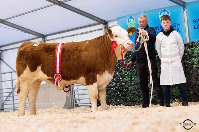 Female and supreme overall champion at the NI Simmental Clubâ€TMs evening show and sale, held is Swatragh Market, was Drumagarner Lacy exhibited by Eamon McCloskey, and son Paddy, Kilrea. Picture: Mullaghy Photography