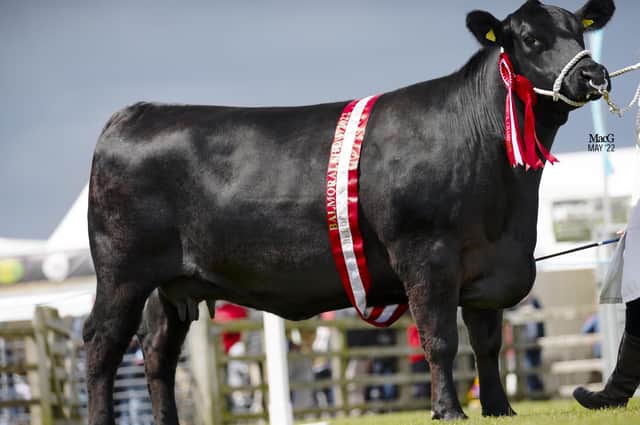 Reserve supreme Aberdeen Angus champion was Drumcorn Lady Ida U492 bred and exhibited by John and Ann Henning, Moira. Picture: MacGregor Photography