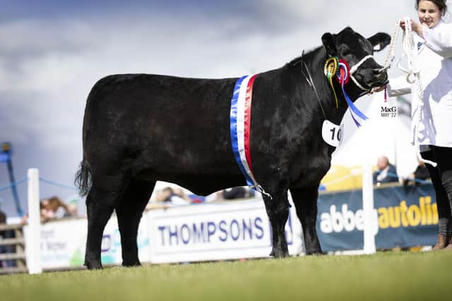 The supreme overall Aberdeen Angus champion at the 153rd Balmoral Show was Woodvale Delia X867 bred by Alwyn and Carol Armour and family, Dromore, Co Down. Picture: MacGregor Photography