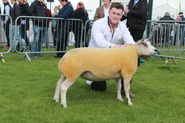 Daryl Liggett showing Gary Beacom’s prize-winning shearling ewe